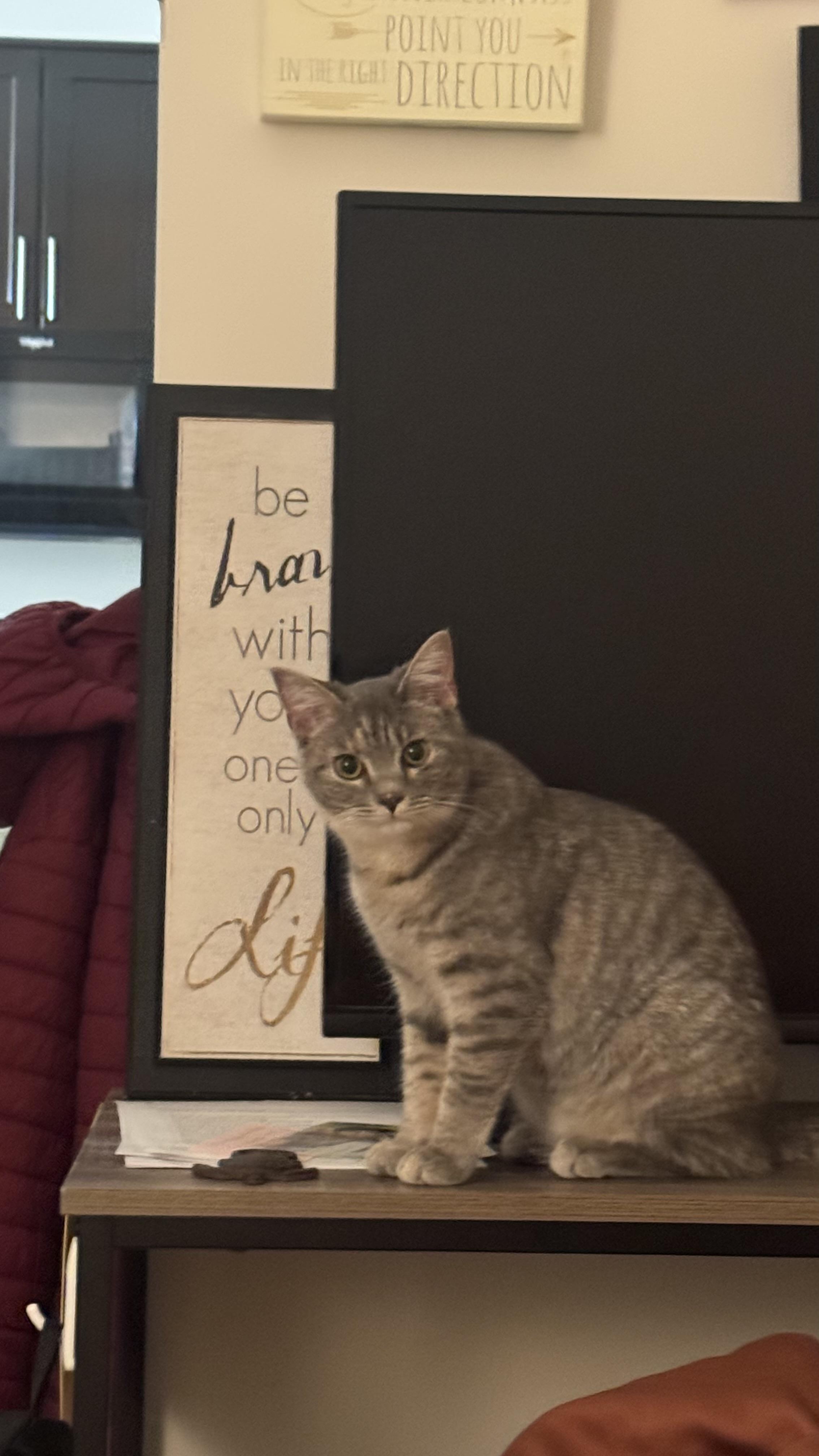 Sierra Mist, a ADOPTABLE Domestic Short Hair in Leesburg, VA image 6/6