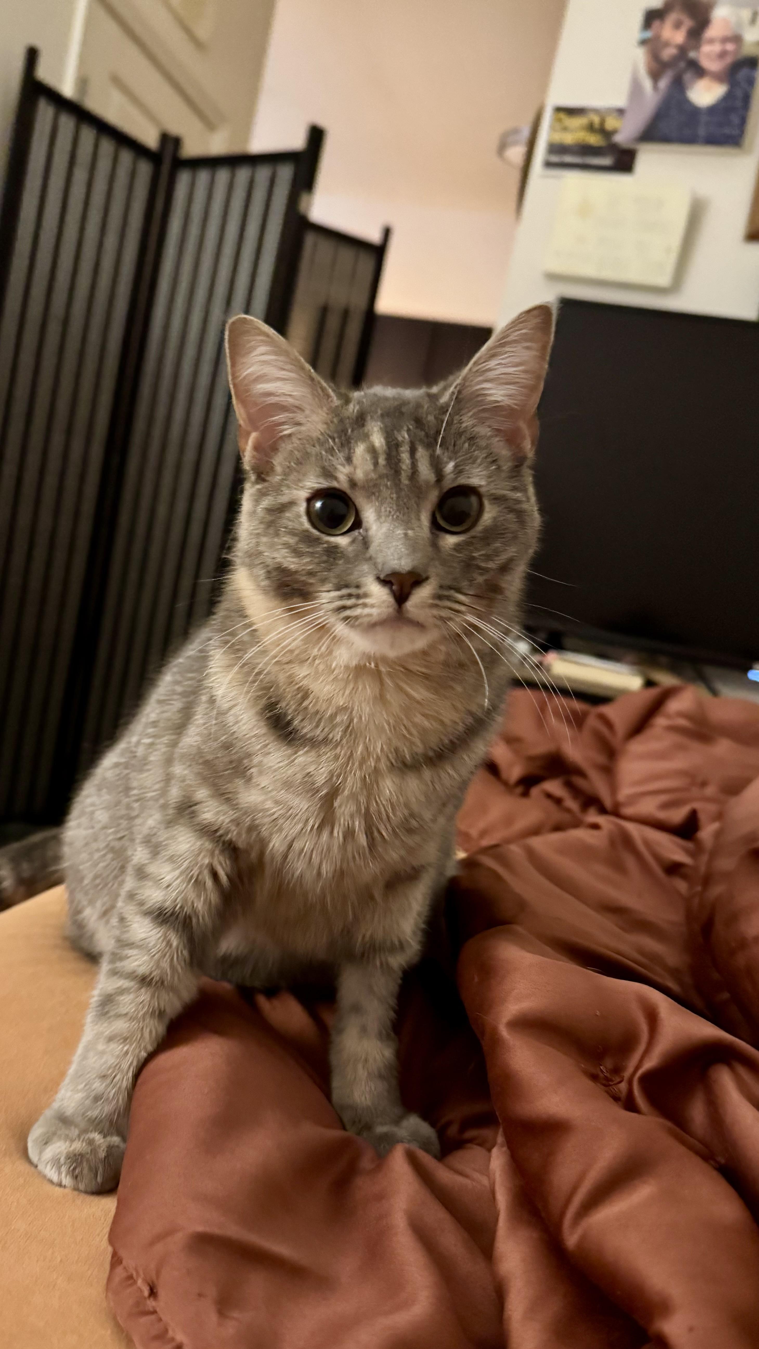 Sierra Mist, ADOPTABLE, Kitten Female Domestic Short Hair.