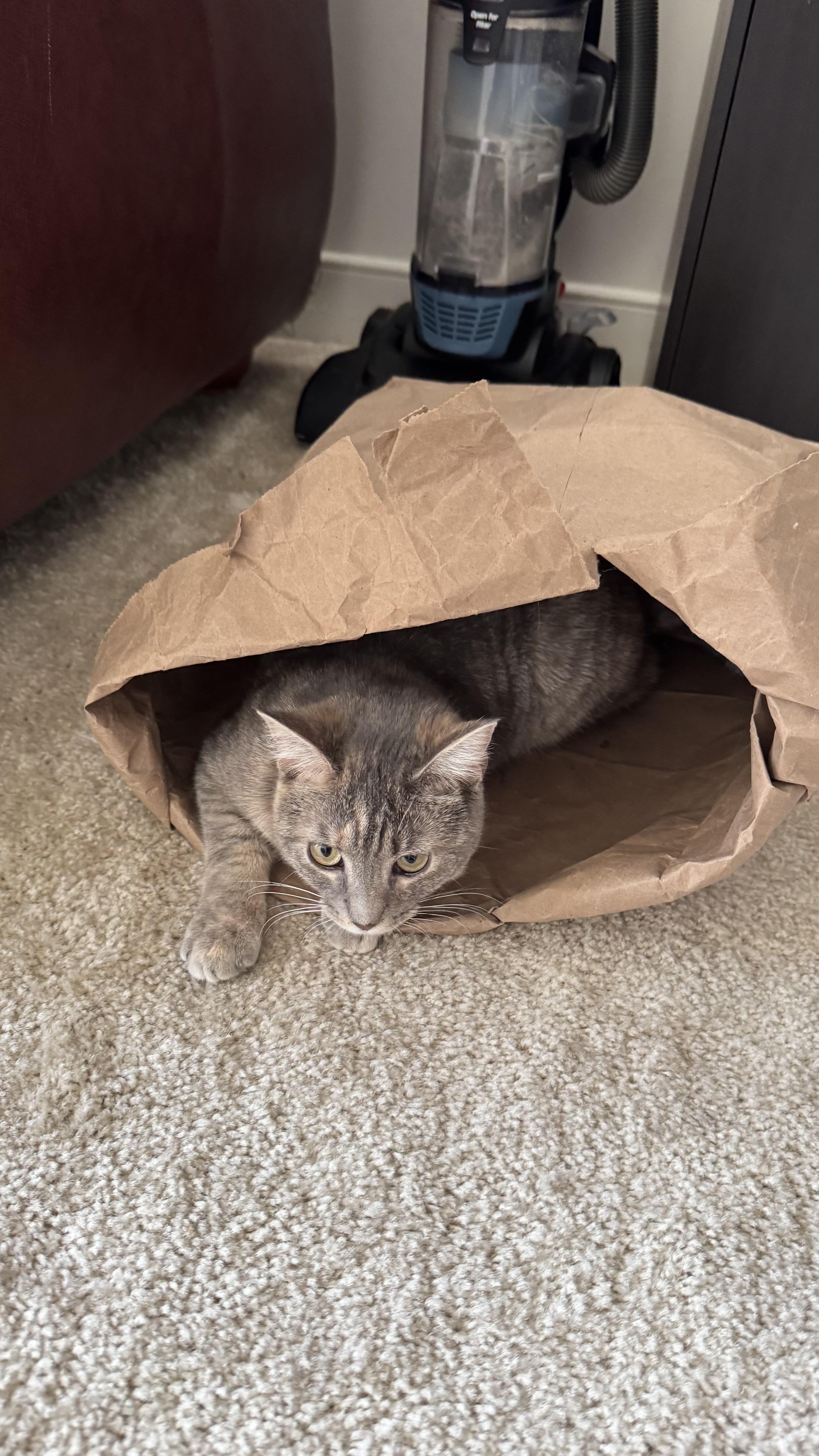 Sierra Mist, a ADOPTABLE Domestic Short Hair in Leesburg, VA image 5/6