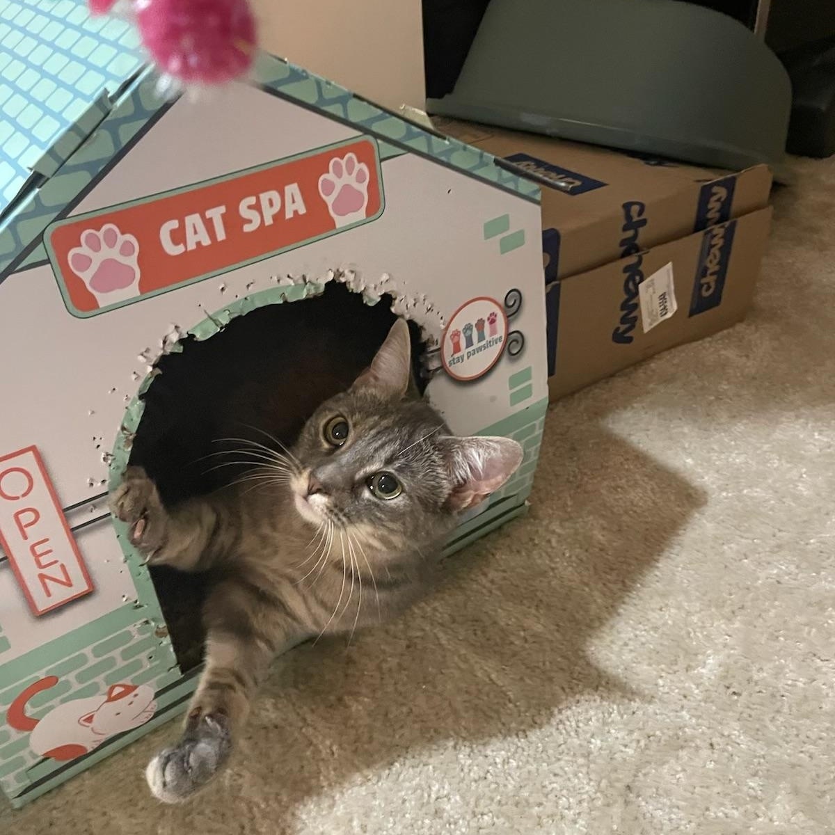 Sierra Mist, a ADOPTABLE Domestic Short Hair in Leesburg, VA image 3/6
