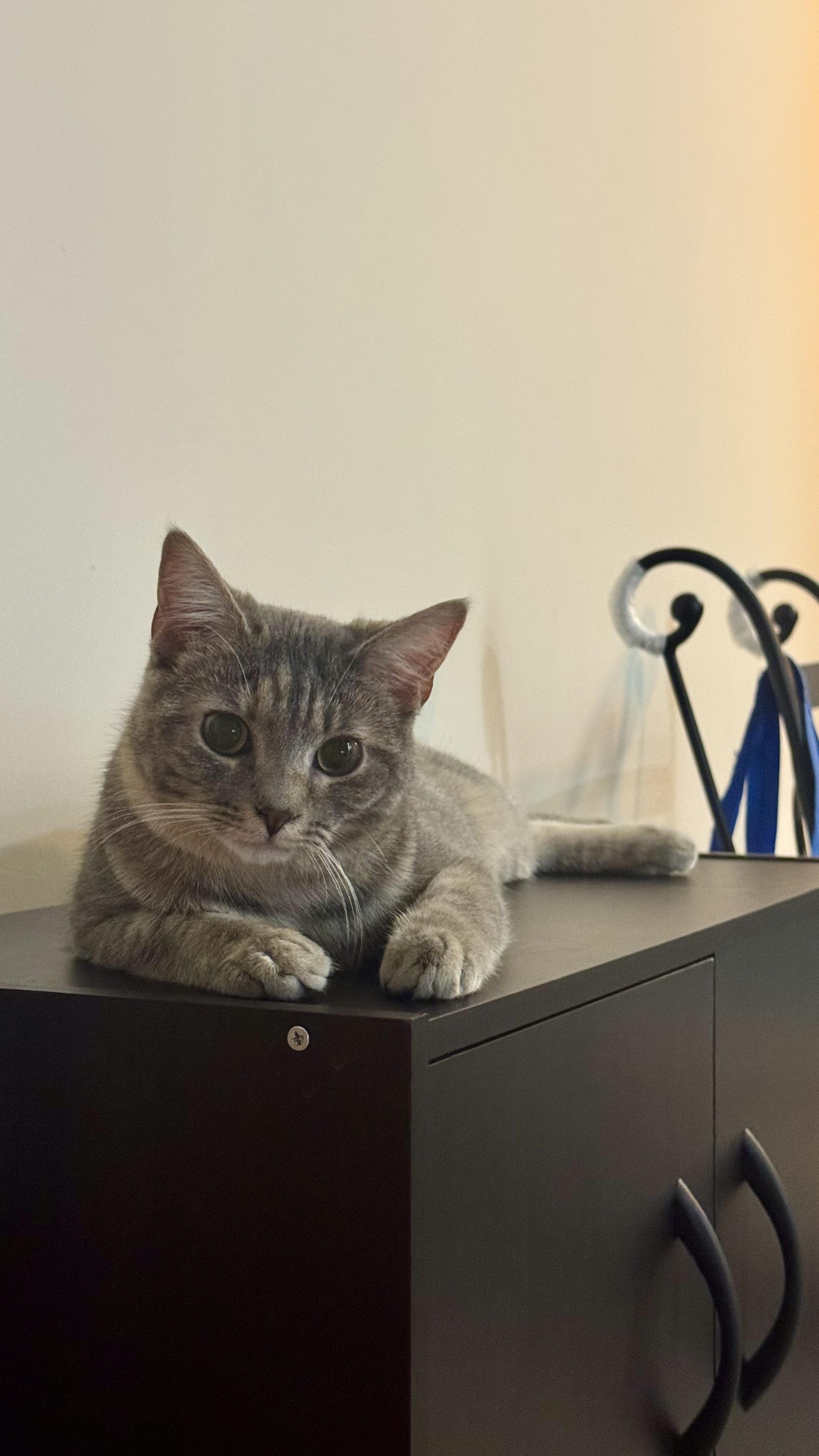 Sierra Mist, a ADOPTABLE Domestic Short Hair in Leesburg, VA image 4/6