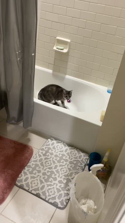 Enlarge Sierra Mist-Fee Sponsored, a ADOPTABLE Domestic Short Hair in Leesburg, VA video 6/6