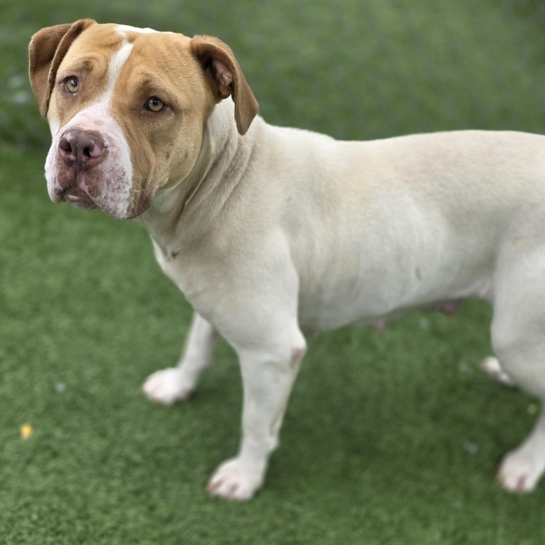 CLEO, Adult Female Mixed Breed