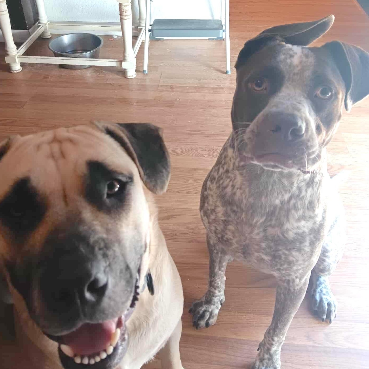 Chip, a Adoptable mixed breed in Ridgefield, NJ image 4/6