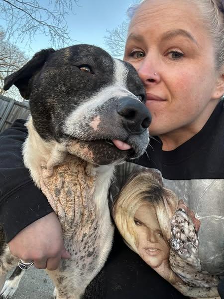 Cyrus, Adoptable, Young Male Pit Bull Terrier.