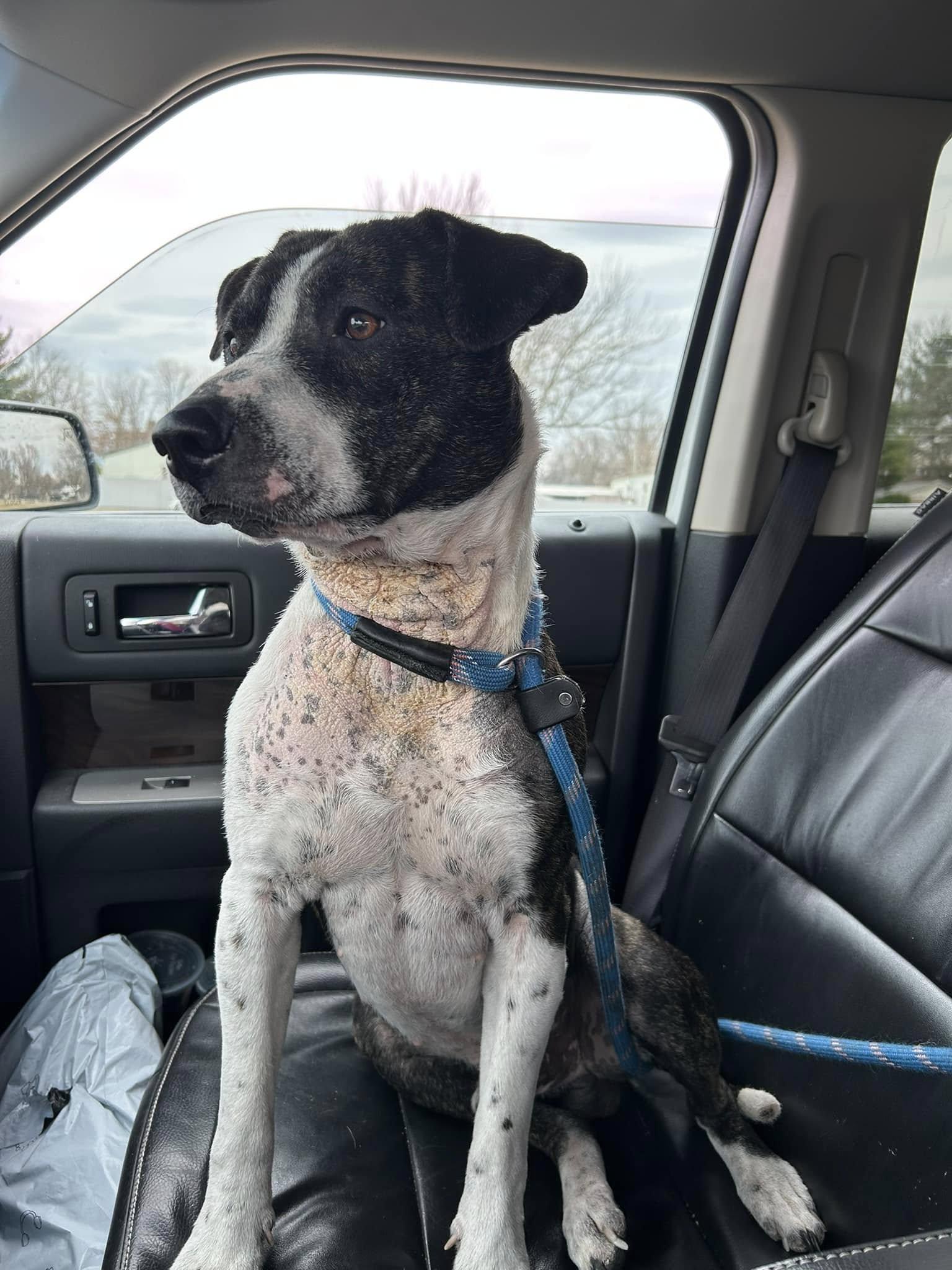 Cyrus, a Adoptable mixed breed in Terre Haute, IN image 2/6