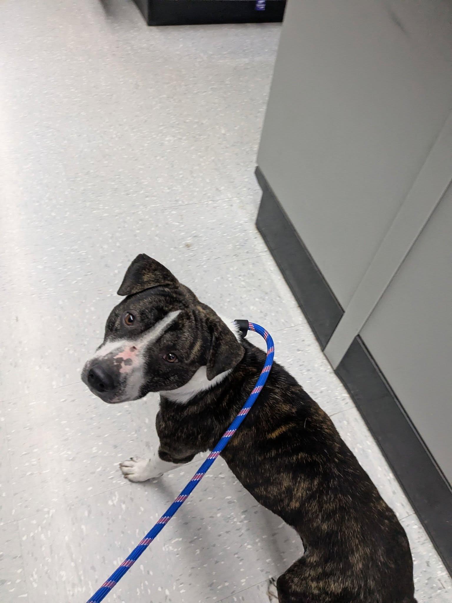 Cyrus, Adoptable, Young Male Pit Bull Terrier.