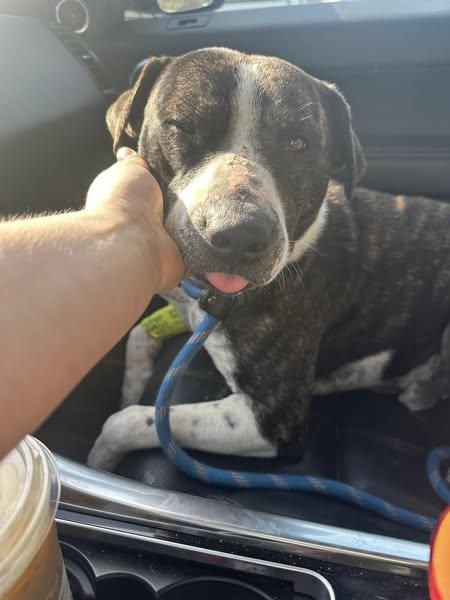 Cyrus, a Adoptable mixed breed in Terre Haute, IN image 4/6