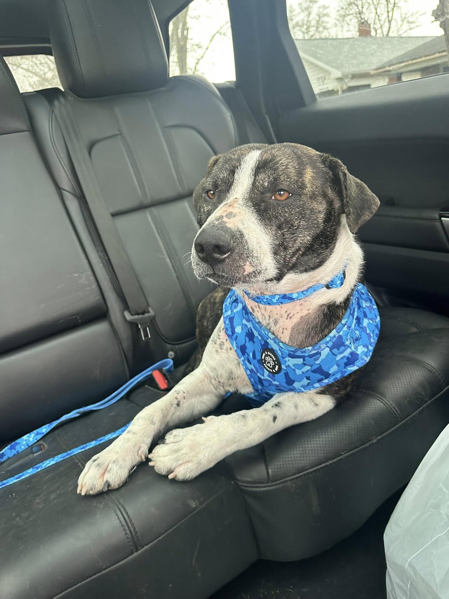 Cyrus, a Adoptable mixed breed in Terre Haute, IN image 5/6