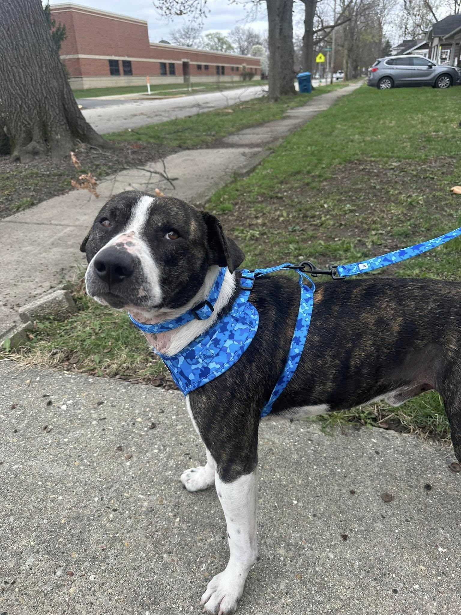 Cyrus, a Adoptable mixed breed in Terre Haute, IN image 6/6