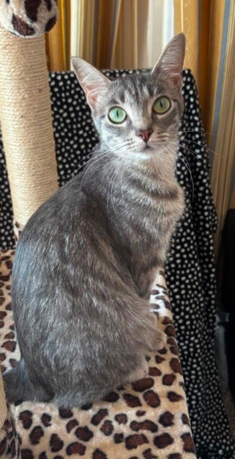 Ash, Adopted, Adult Female Domestic Short Hair.