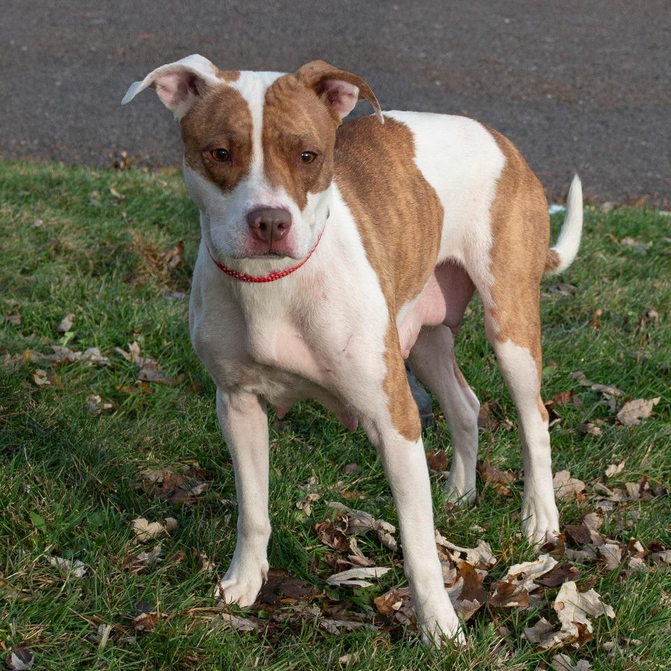Enlarge Blossom, a Adoptable mixed breed in Troy, OH image 1/3