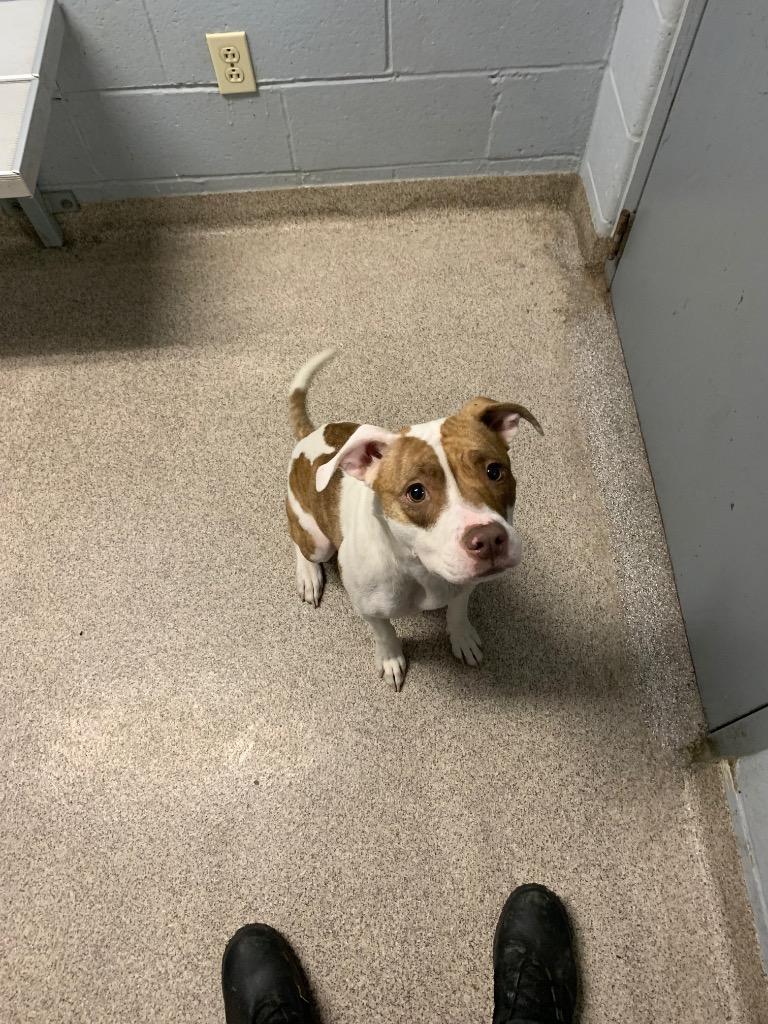 Blossom, Adoptable, Adult Female Pit Bull Terrier.