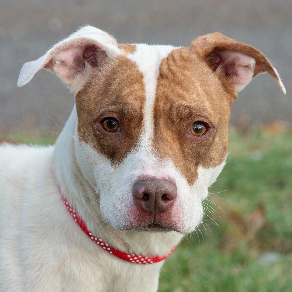 Enlarge Blossom, a Adoptable mixed breed in Troy, OH image 2/3