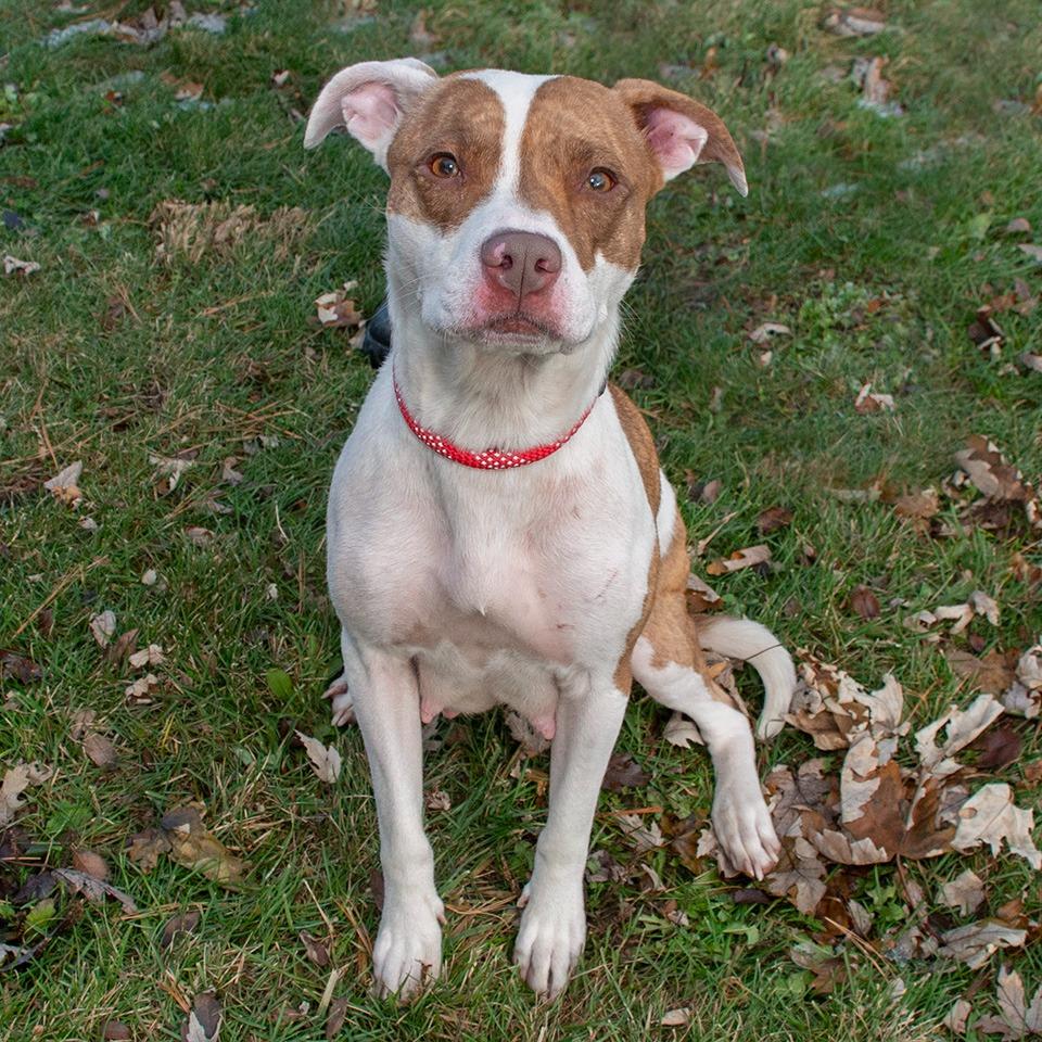 Enlarge Blossom, a Adoptable mixed breed in Troy, OH image 3/3