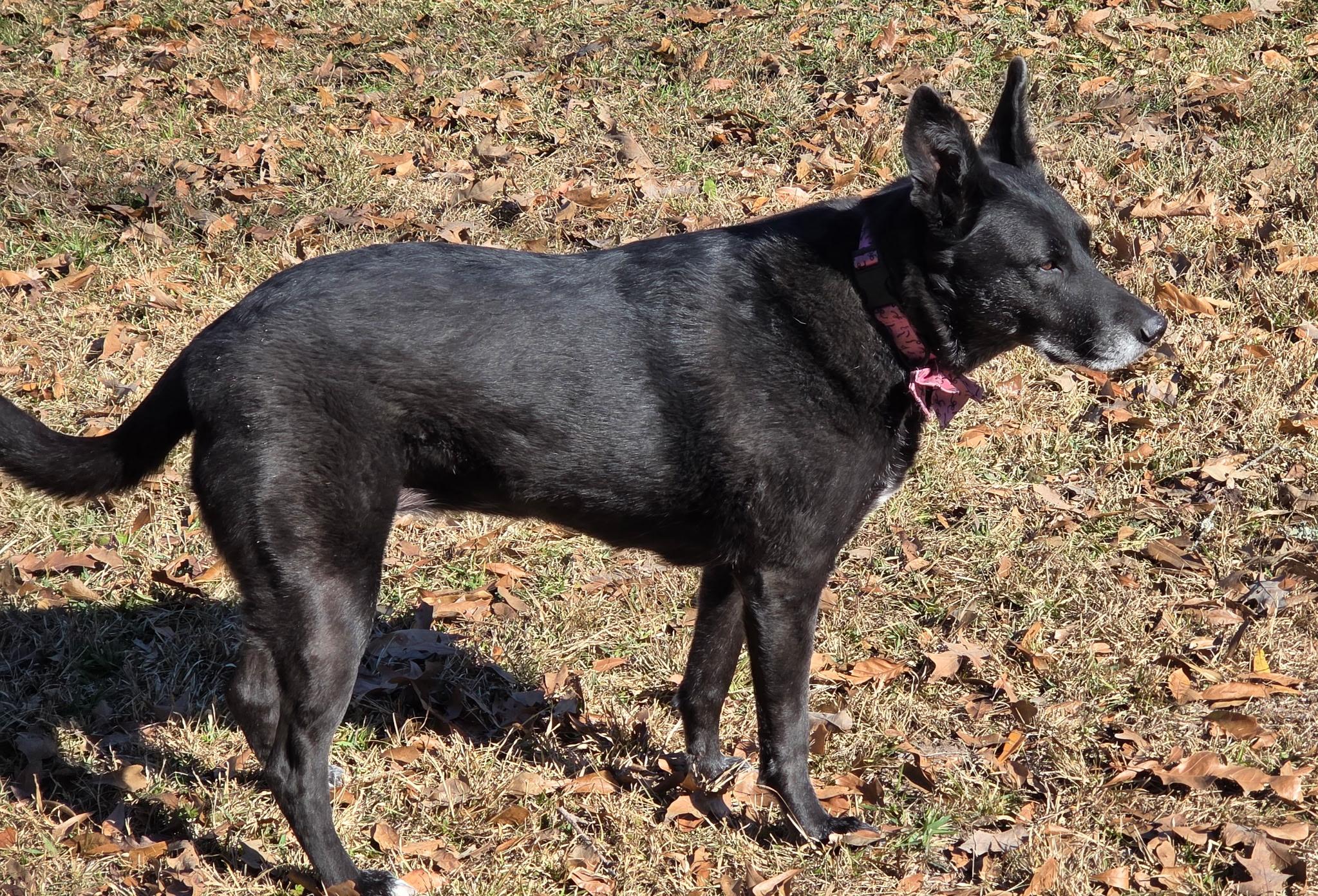 Enlarge Willa, a Adoptable mixed breed in white marsh, MD image 2/6