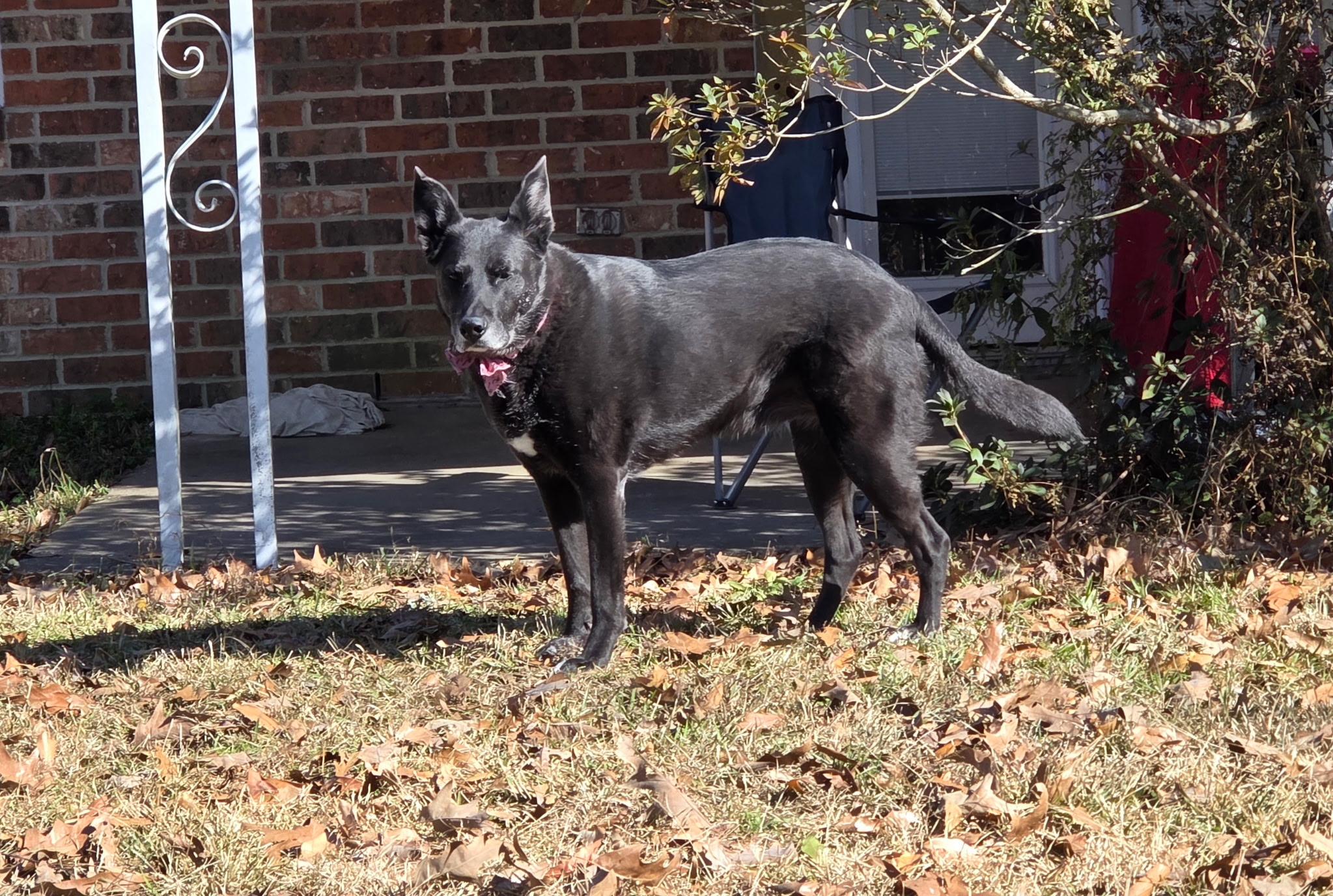 Enlarge Willa, a Adoptable mixed breed in white marsh, MD image 3/6