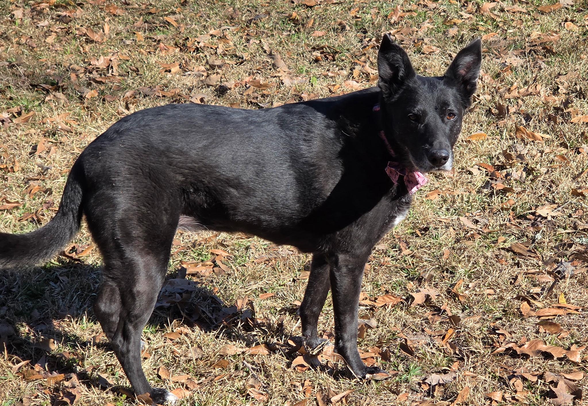 Enlarge Willa, a Adoptable mixed breed in white marsh, MD image 4/6