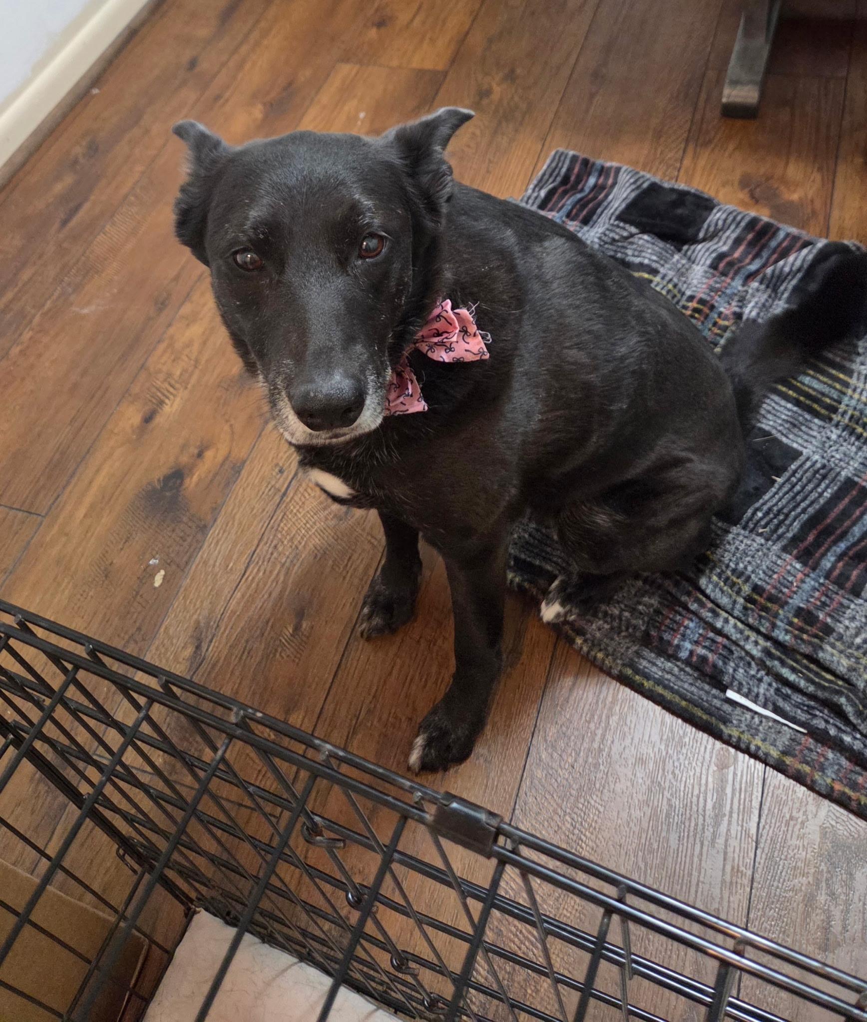 Enlarge Willa, a Adoptable mixed breed in white marsh, MD image 5/6
