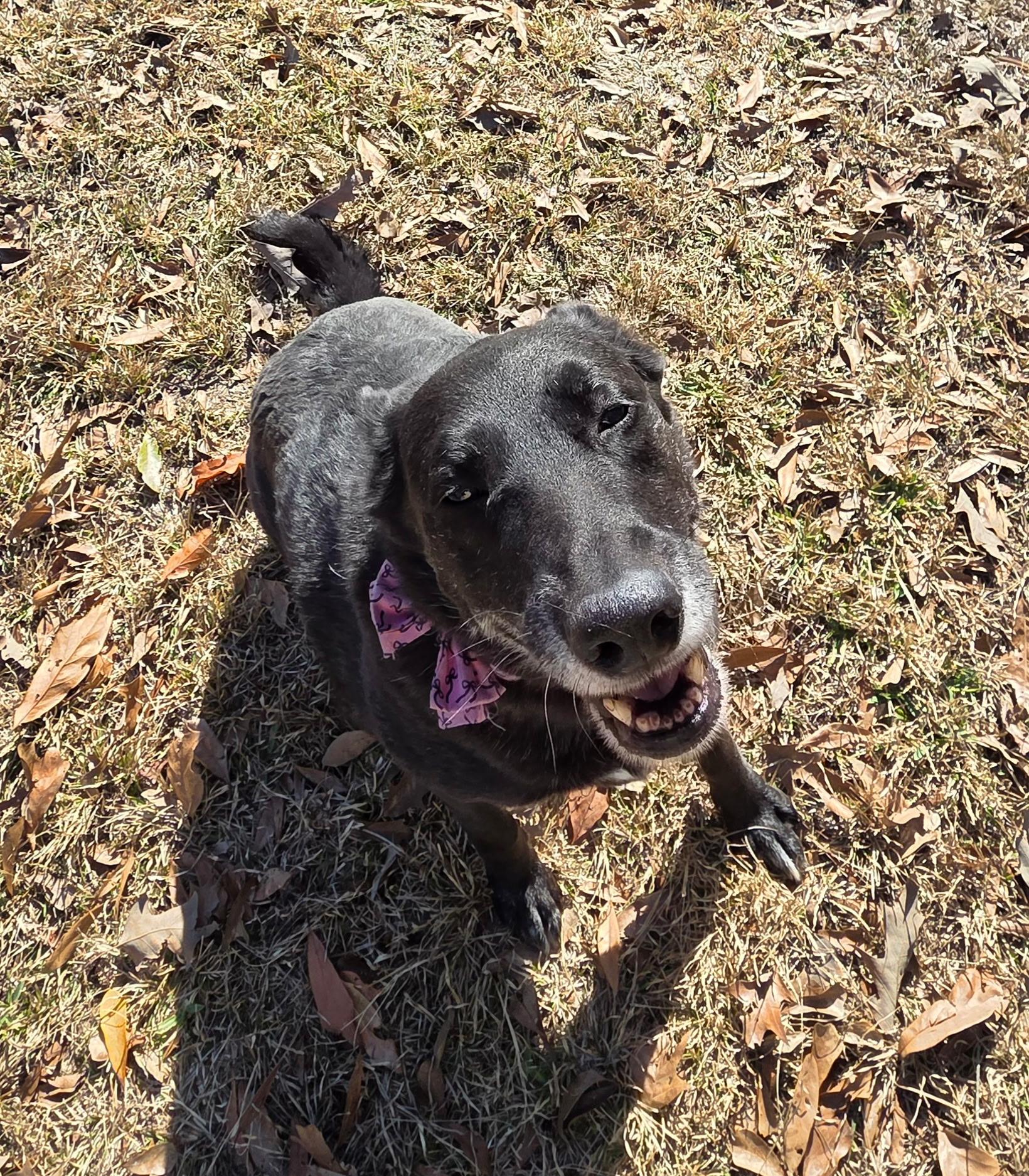 Enlarge Willa, a Adoptable mixed breed in white marsh, MD image 6/6
