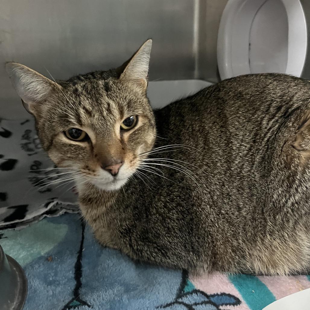 Parker — thumbnail 4