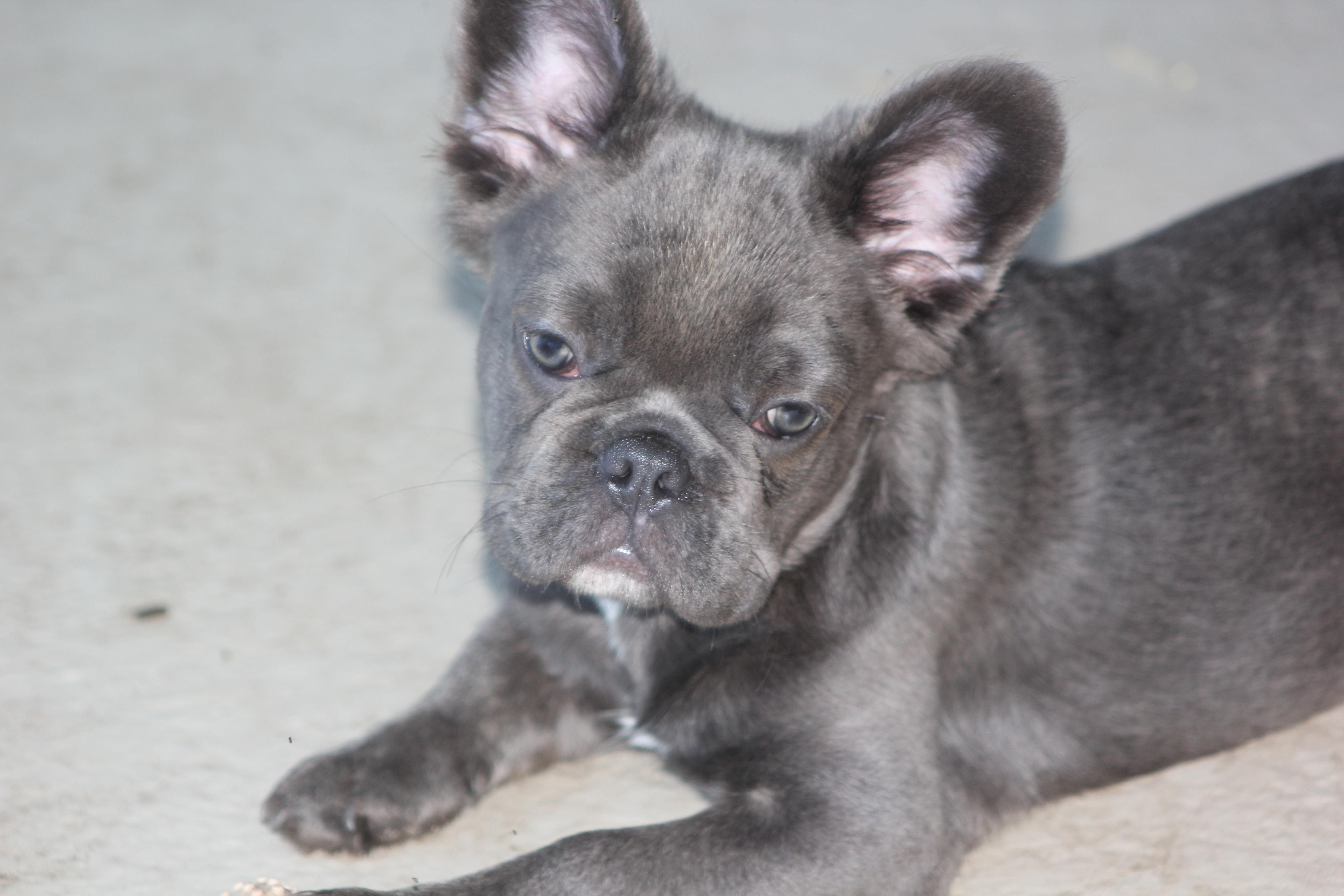 Benson, a Adoptable French Bulldog in Orlando, FL image 1/3