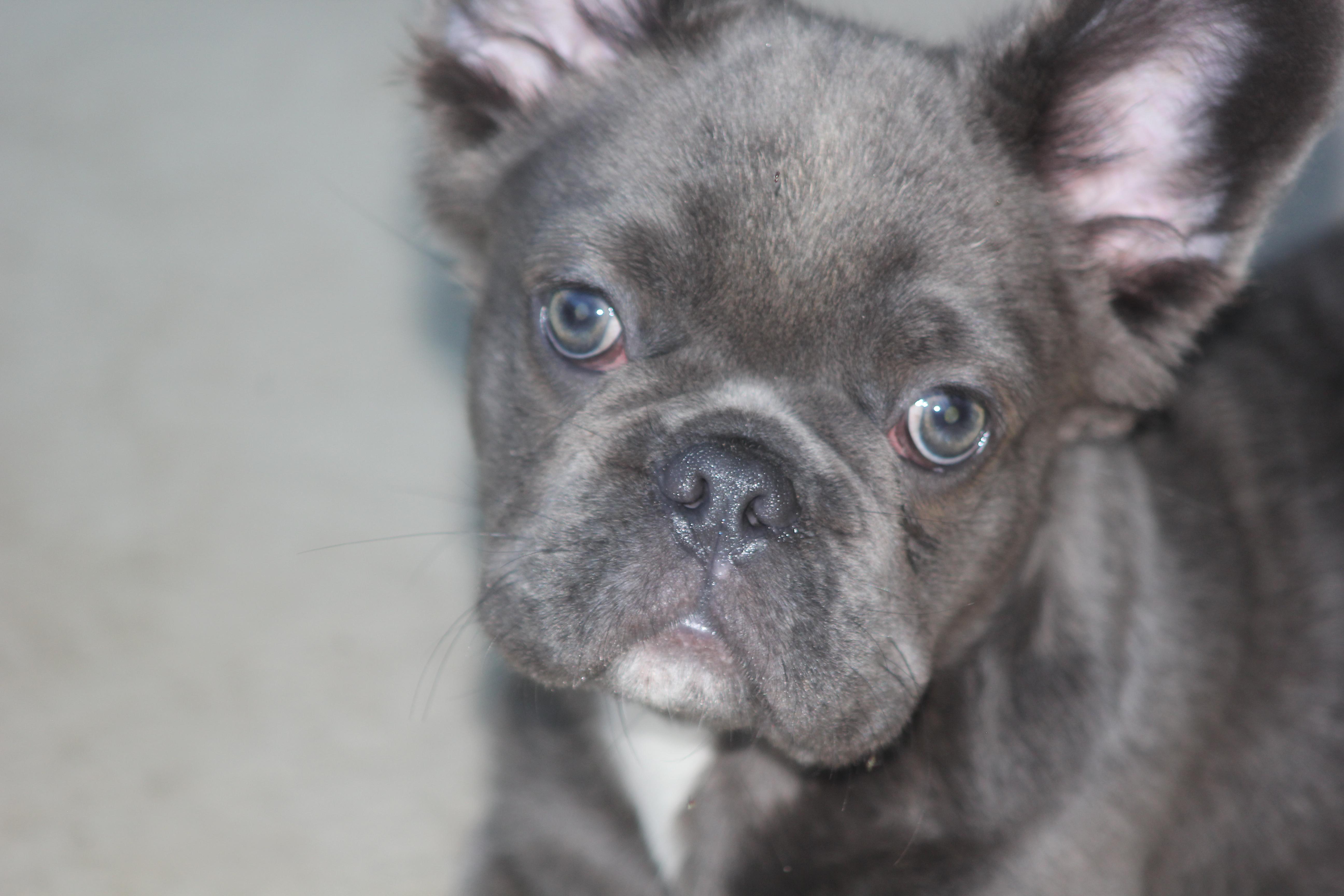 Benson, a Adoptable French Bulldog in Orlando, FL image 2/3