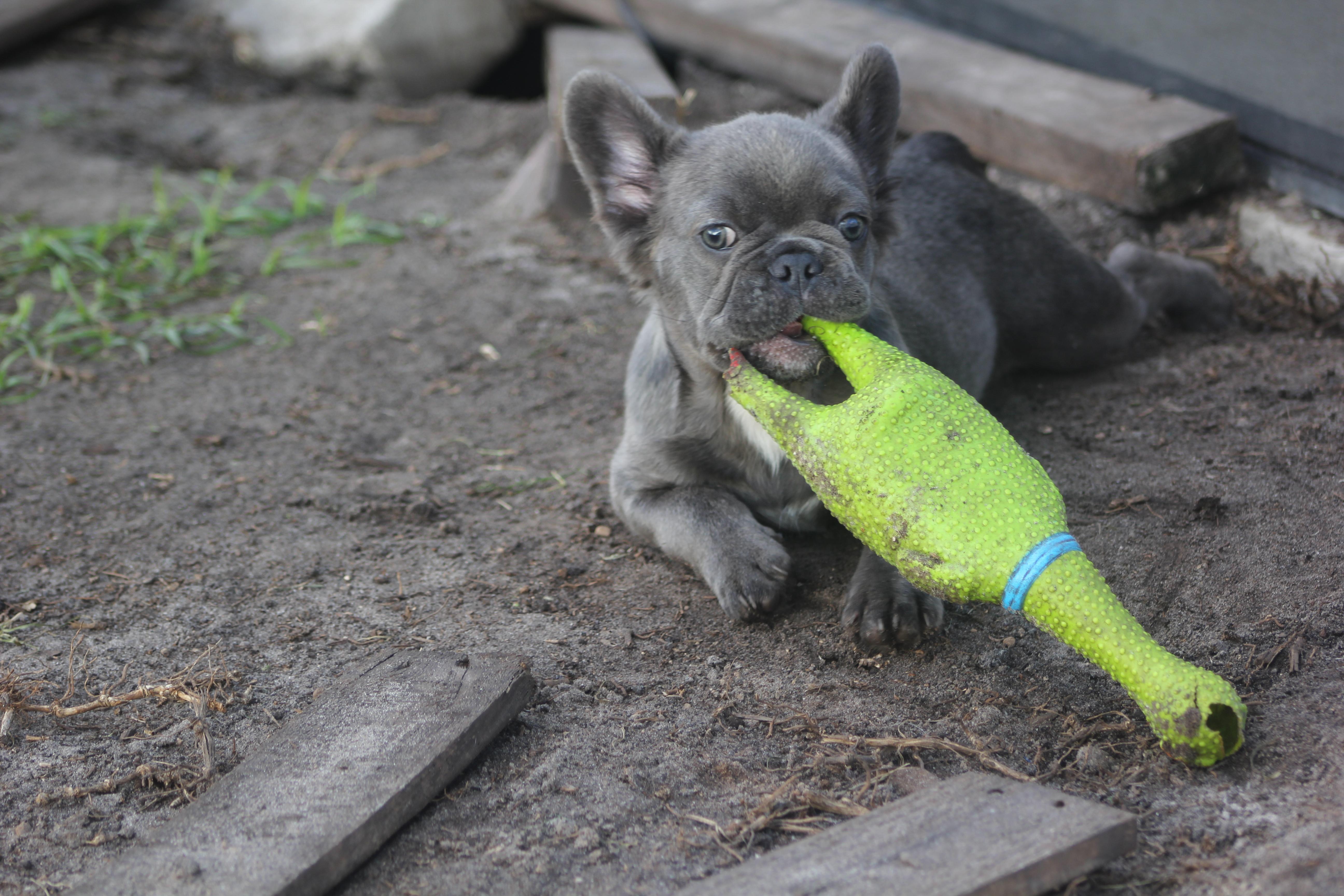 Benson, a Adoptable French Bulldog in Orlando, FL image 3/3