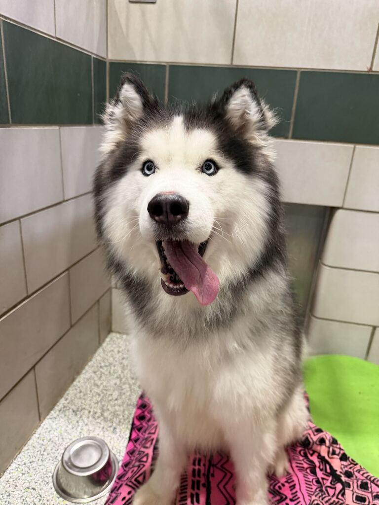 Enlarge Zues, an adoptable mixed breed in Jackson, MI image 2/4