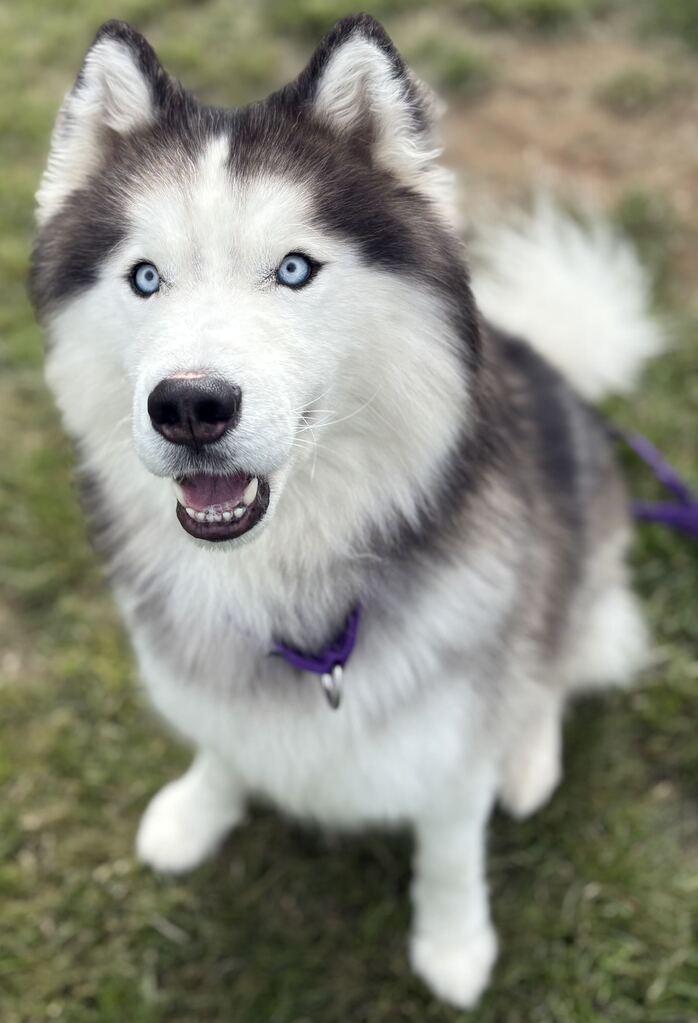 Enlarge Zues, a Adoptable mixed breed in Jackson, MI image 2/6