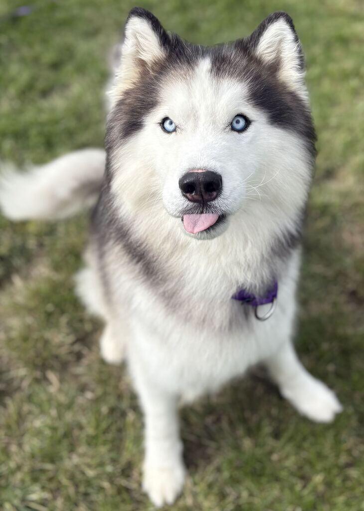 Enlarge Zues, a Adoptable mixed breed in Jackson, MI image 1/6