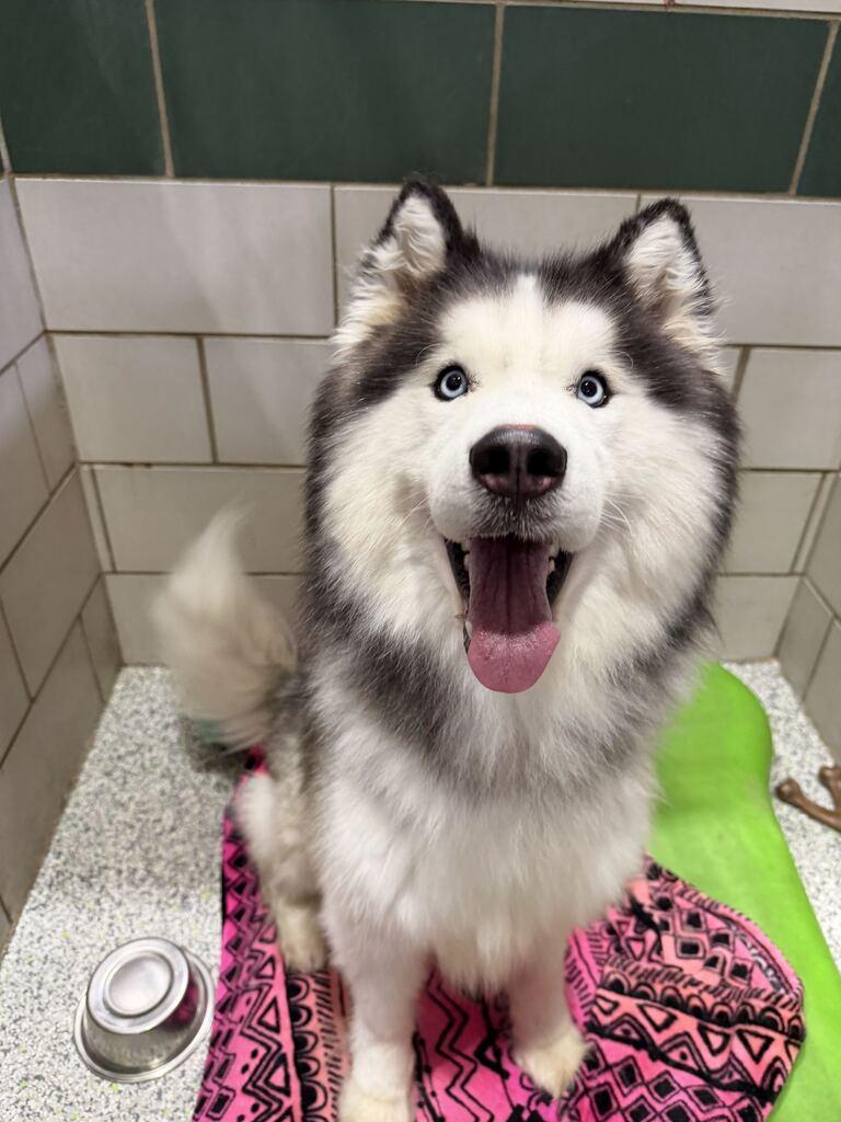Enlarge Zues, an adoptable mixed breed in Jackson, MI image 4/4