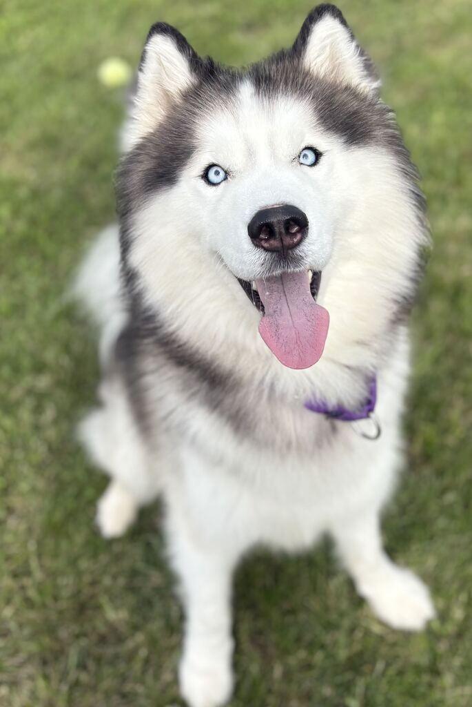 Enlarge Zues, a Adoptable mixed breed in Jackson, MI image 5/6
