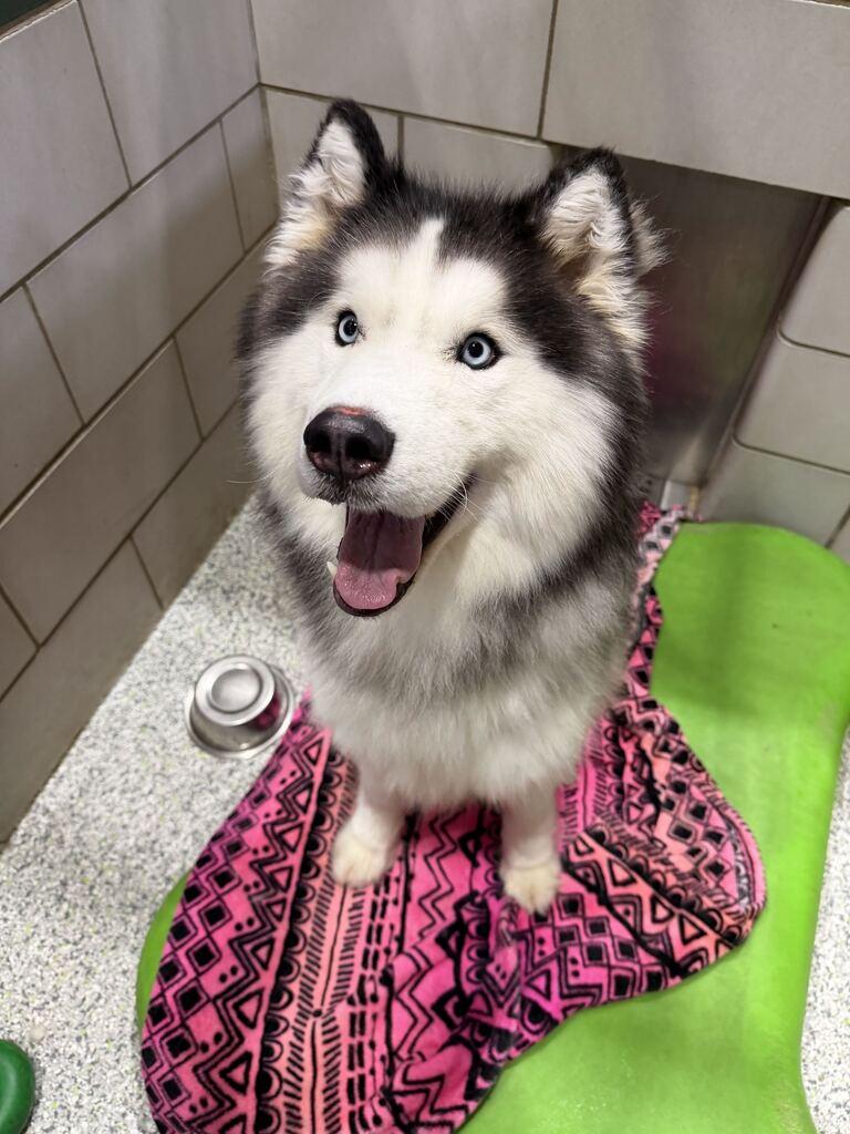 Zues, adoptable, Adult Male Alaskan Malamute & Husky.