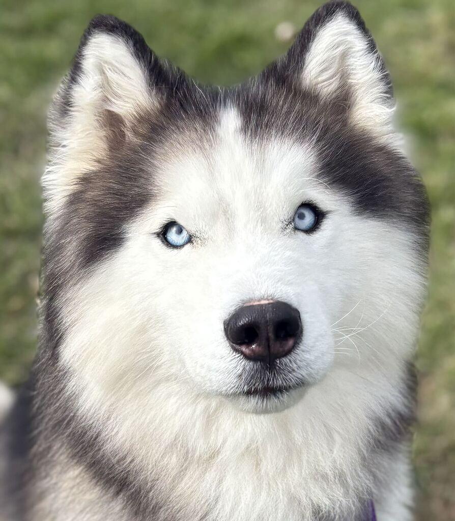 Enlarge Zues, a Adoptable mixed breed in Jackson, MI image 4/6