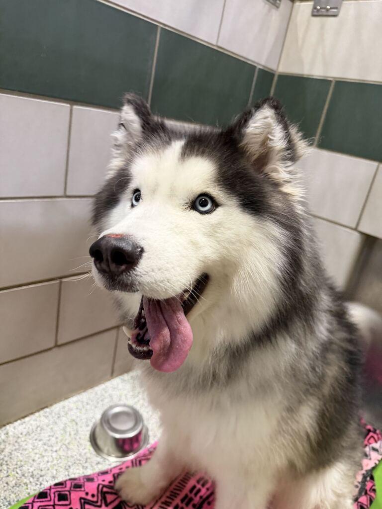 Enlarge Zues, an adoptable mixed breed in Jackson, MI image 3/4