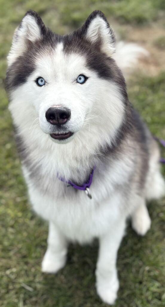 Enlarge Zues, a Adoptable mixed breed in Jackson, MI image 3/6