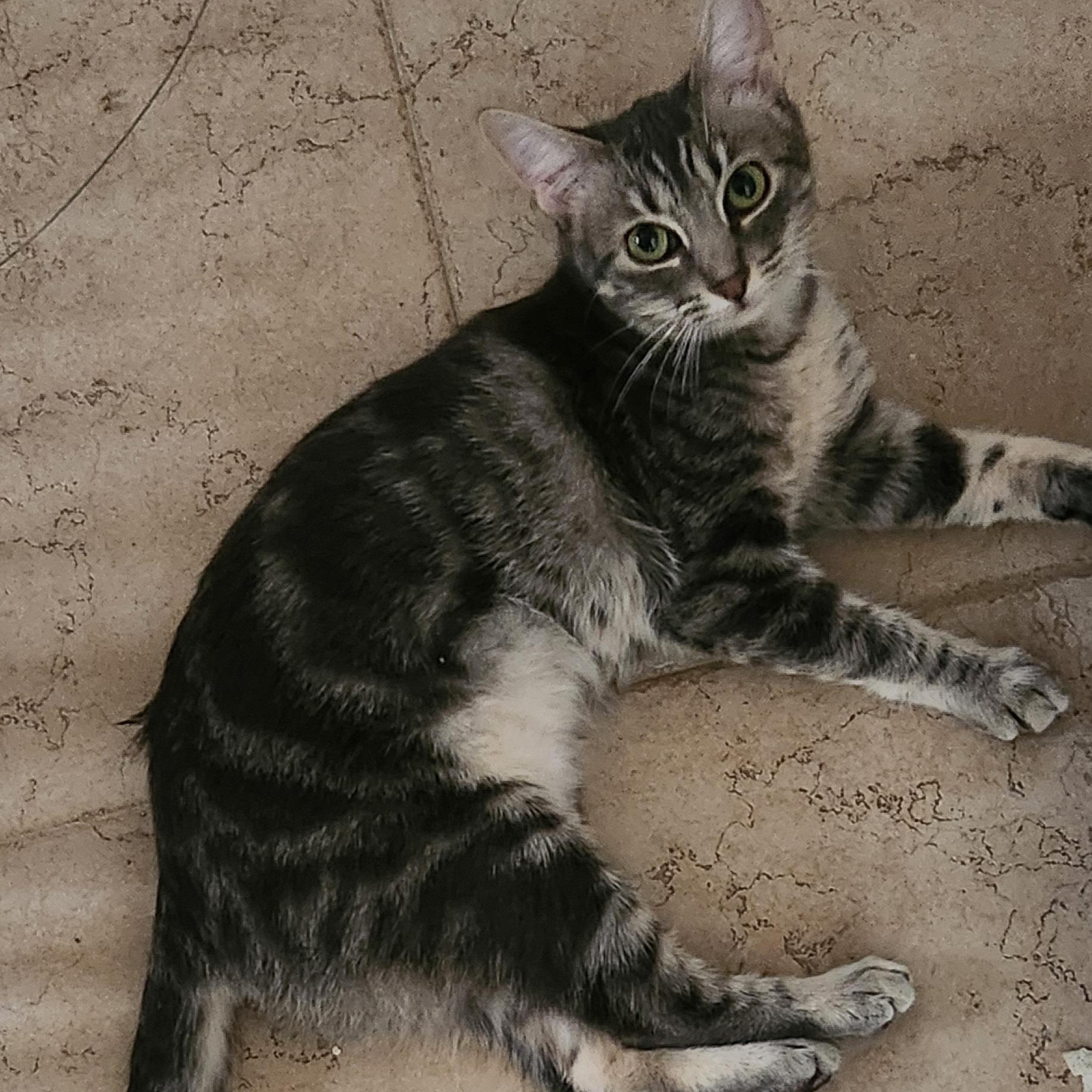 Joan, Adoptable, Kitten Female Tabby.