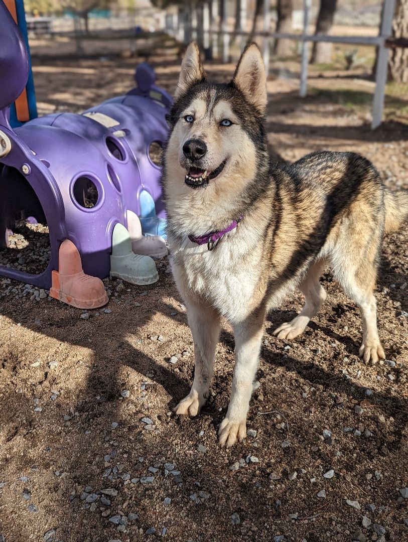 Nola, a Adoptable mixed breed in Lytle Creek , CA image 2/5