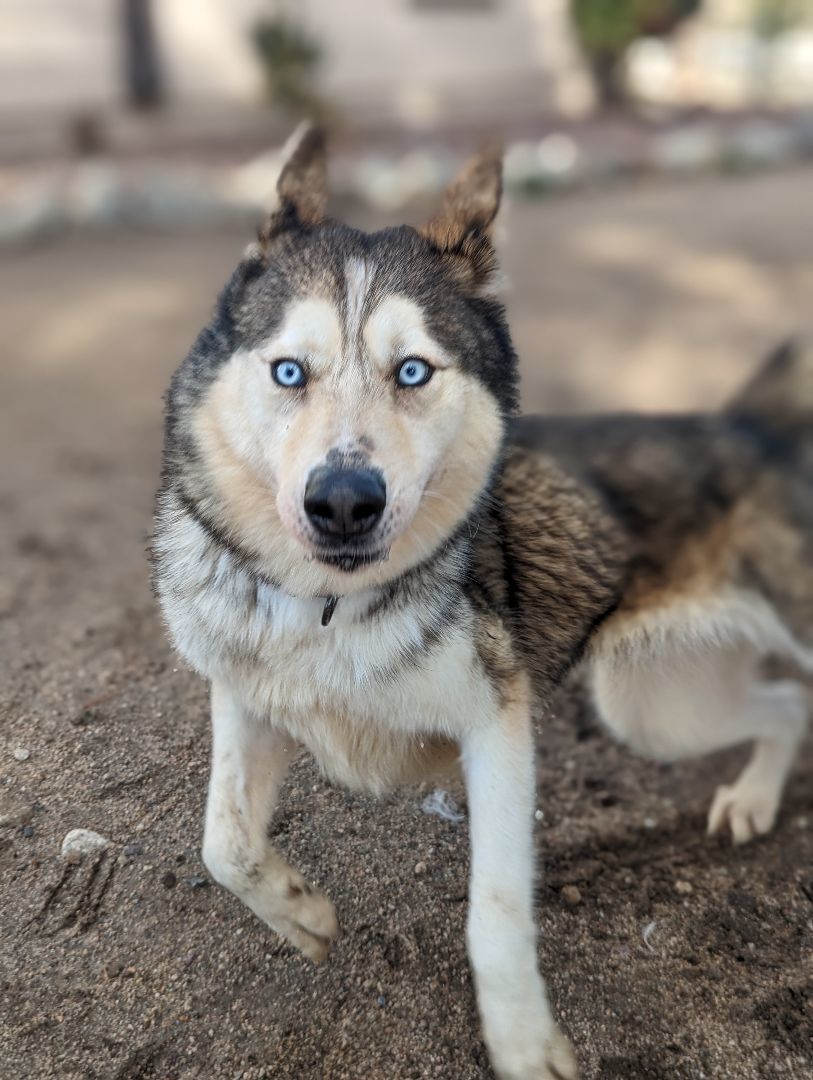 Nola, a Adoptable mixed breed in Lytle Creek , CA image 3/5