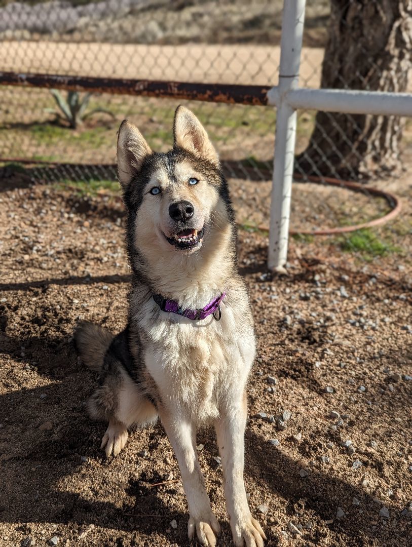 Nola, a Adoptable mixed breed in Lytle Creek , CA image 4/5