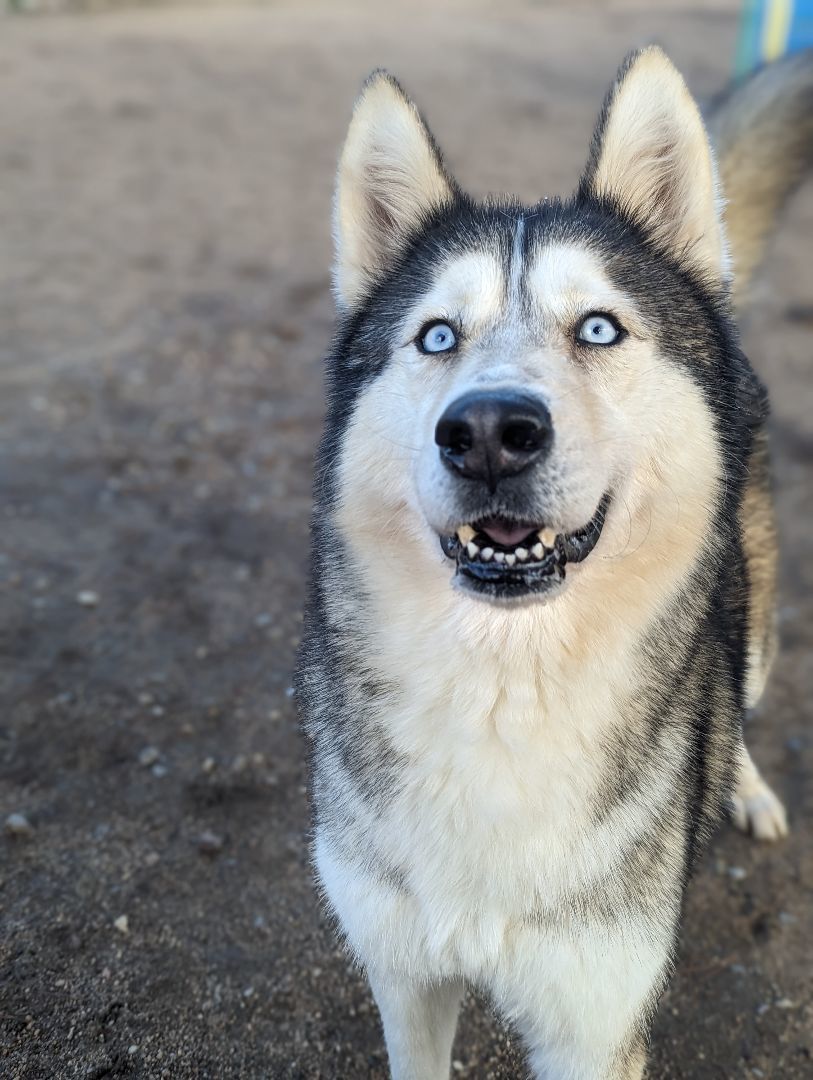 Nola, Adoptable, Adult Female Husky.