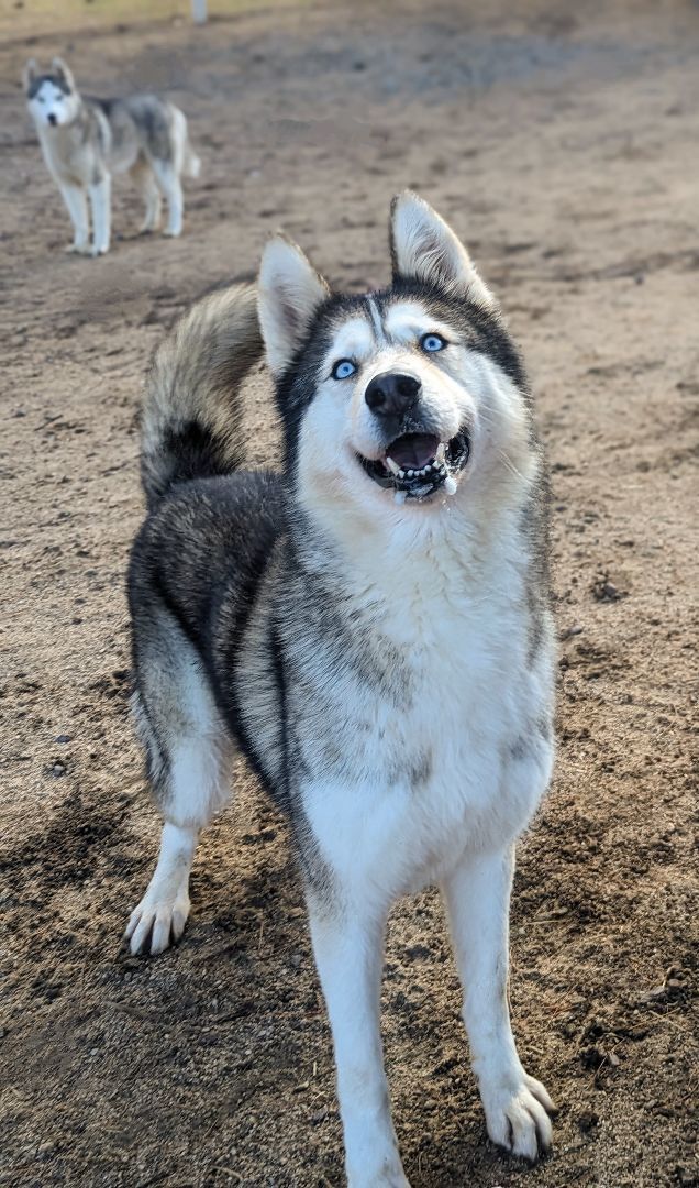Nola, a Adoptable mixed breed in Lytle Creek , CA image 5/5