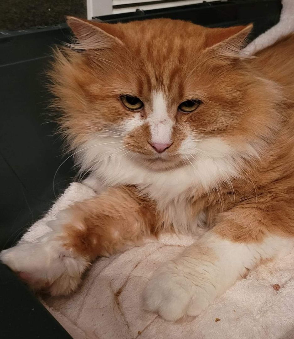 Enlarge Austin (m) 6yrs old DLH Orange/white, a Adoptable mixed breed in Ottawa, ON image 1/5