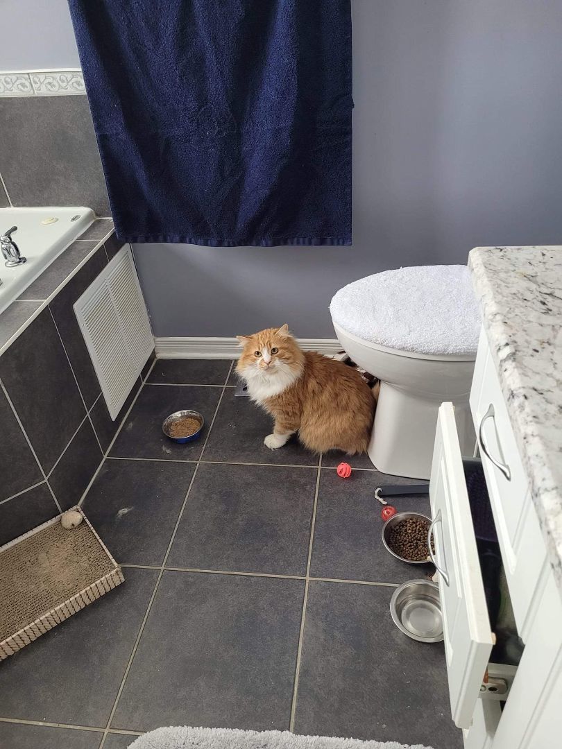 Enlarge Austin (m) 6yrs old DLH Orange/white, a Adoptable mixed breed in Ottawa, ON image 2/5