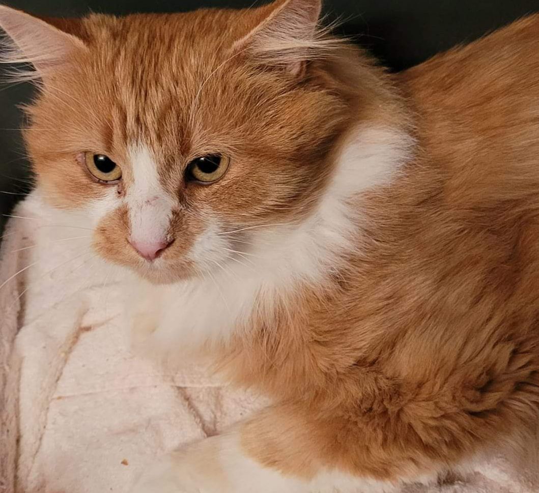 Enlarge Austin (m) 6yrs old DLH Orange/white, a Adoptable mixed breed in Ottawa, ON image 3/5