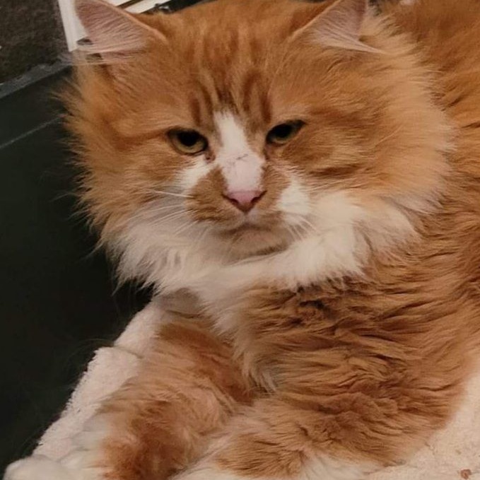 Enlarge Austin (m) 6yrs old DLH Orange/white, a Adoptable mixed breed in Ottawa, ON image 4/5