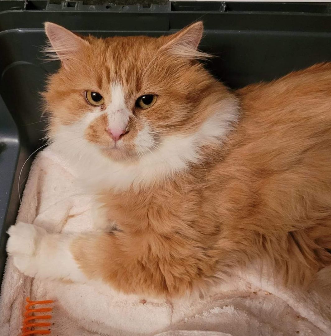 Enlarge Austin (m) 6yrs old DLH Orange/white, a Adoptable mixed breed in Ottawa, ON image 5/5