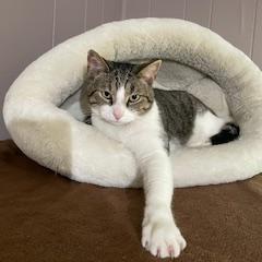 Enlarge Sherlock, a Adoptable Domestic Short Hair in Tuscaloosa, AL image 1/1