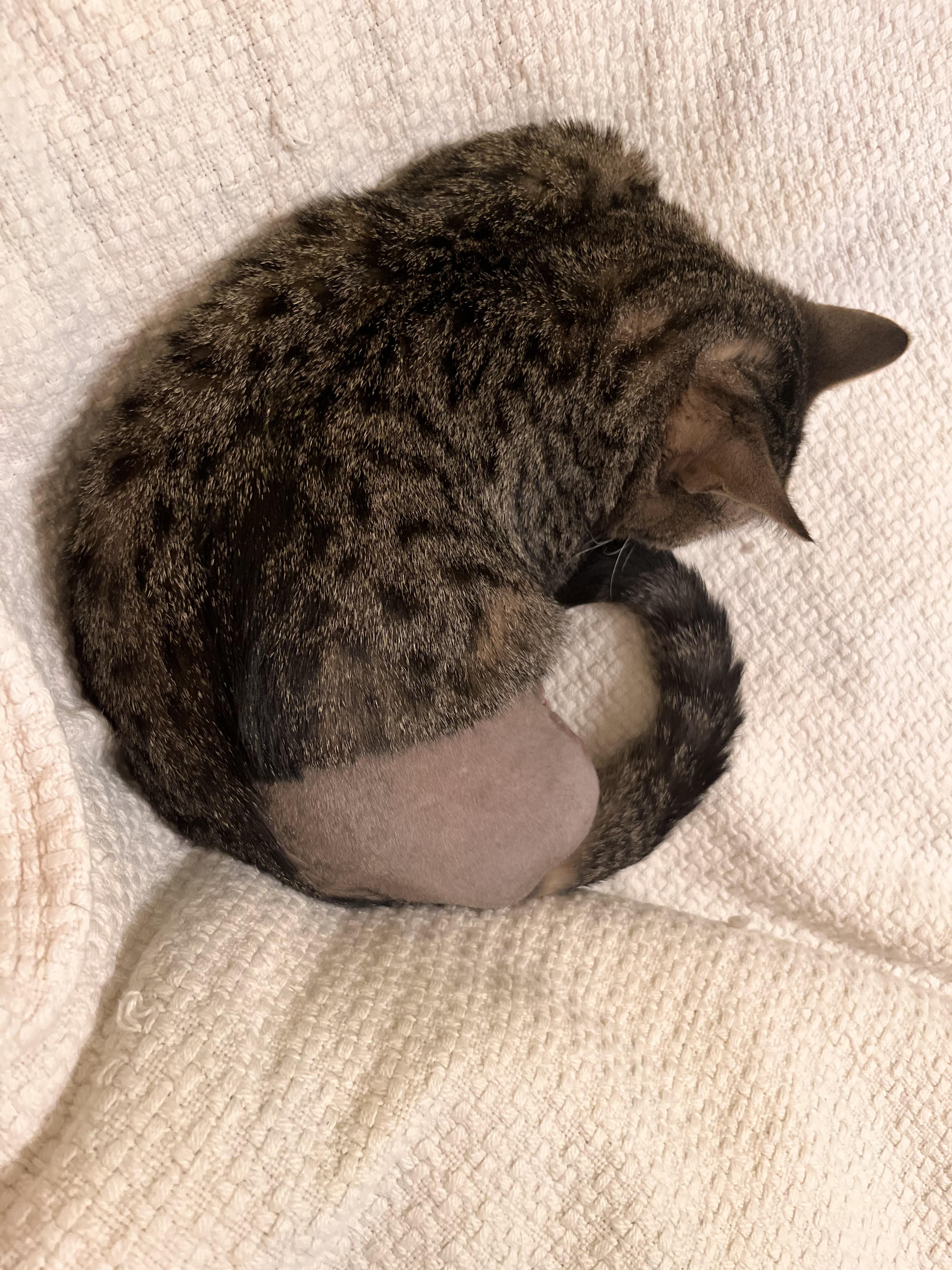 Catniss , a ADOPTABLE Tabby in Brick, NJ image 5/6